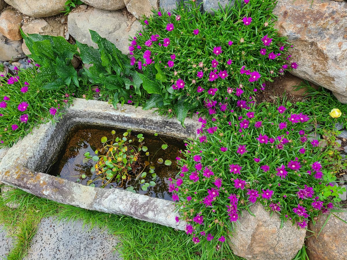 하늘빛바다펜션 봄 아침 작은 연못과 보라색 꽃이 어우러진 정원 디테일 컷