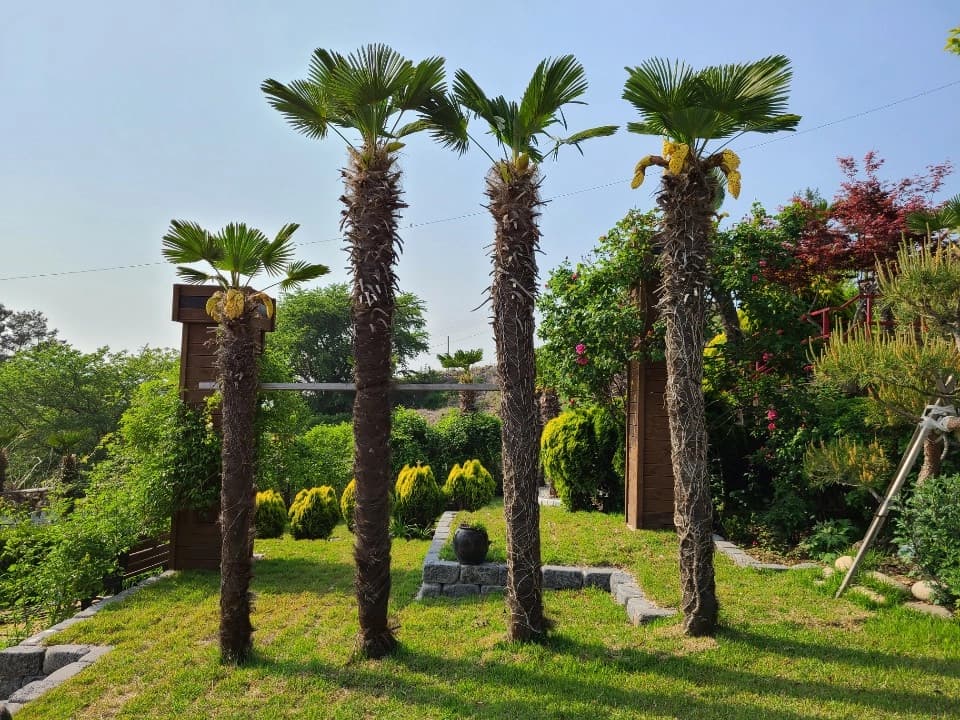 하늘빛바다펜션 초여름 저녁 야자수가 줄지어 선 잔디 정원