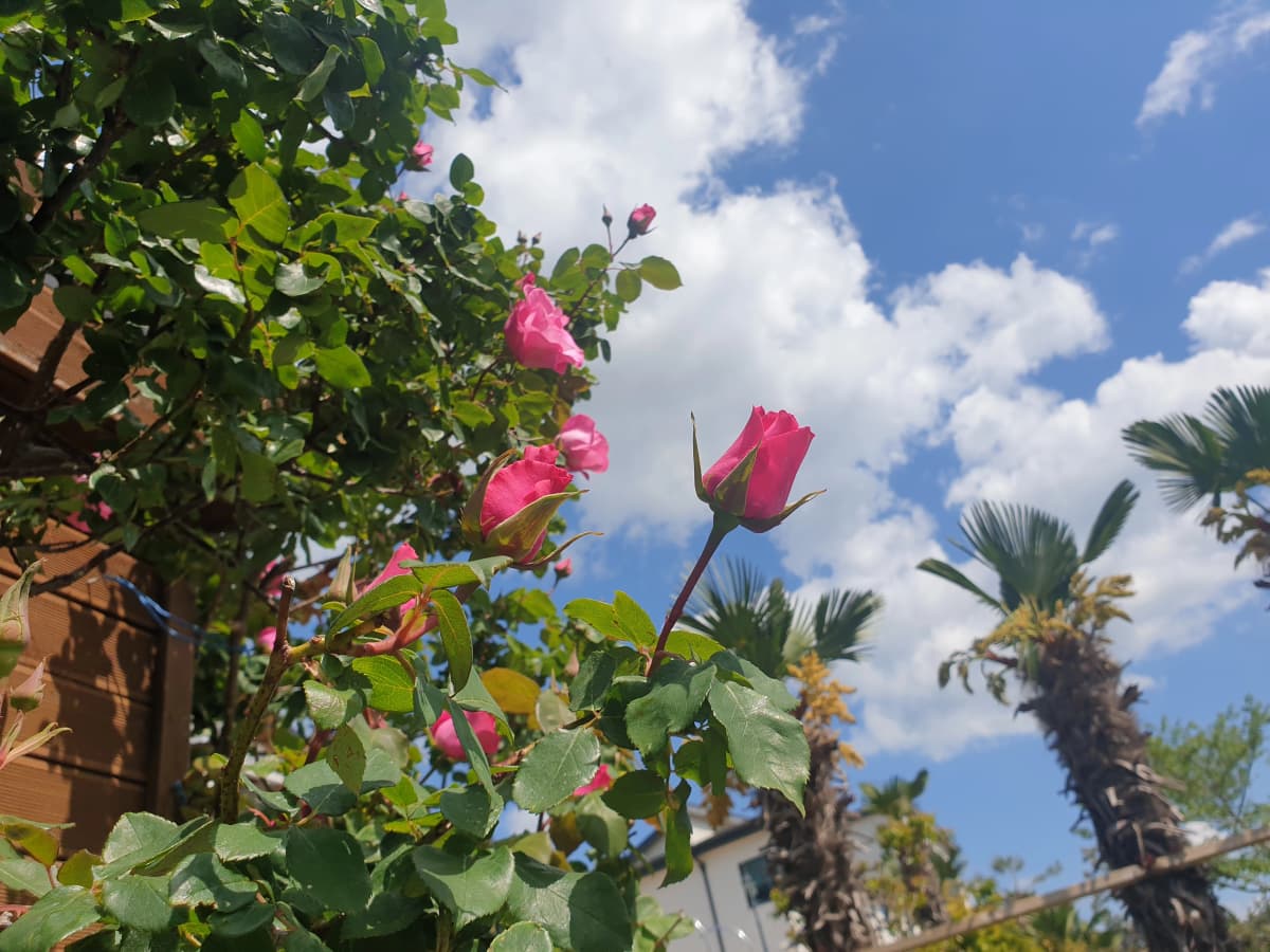 하늘빛바다펜션 봄 낮 푸른 하늘과 구름을 배경으로 막 피어나는 분홍 장미 봉오리의 싱그러운 순간