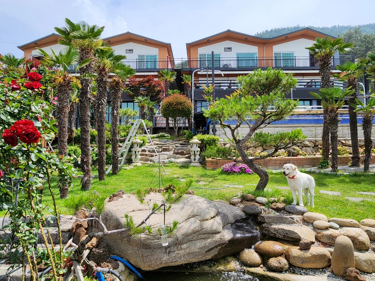 하늘빛바다펜션 봄 아침 바위 연못과 정원 사이에 서 있는 강아지와 펜션 전경